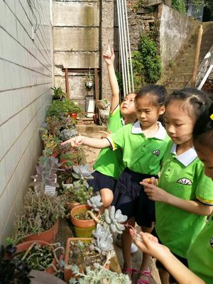 小小园艺师手工制作小学(小小园艺师作品)