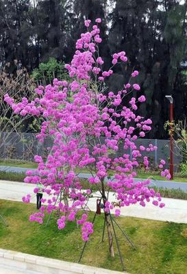 广州冬天开的花(广州冬天开的花是什么花)