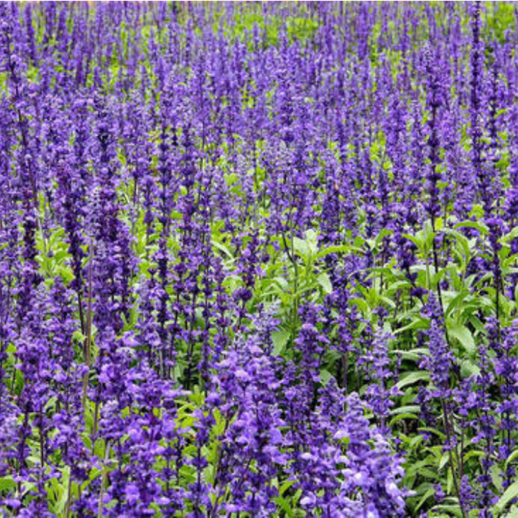 蓝花鼠尾草效果图(蓝花鼠尾草观赏特性)