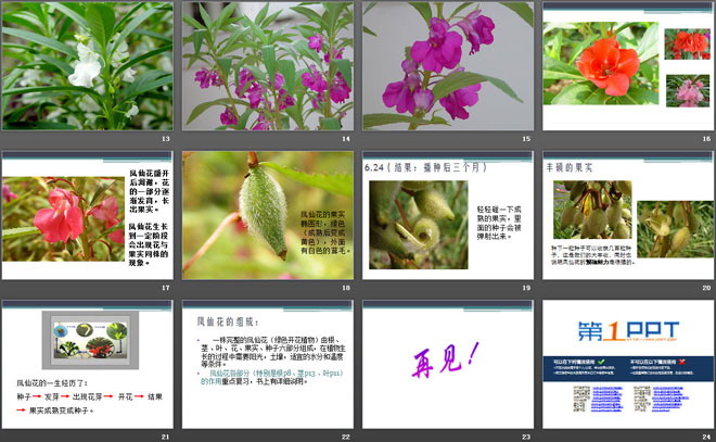 花的结构ppt课件(花的结构ppt课件小学科学)