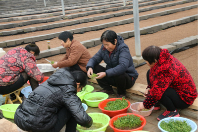 颍上园艺师报名(园艺师报考条件官网)