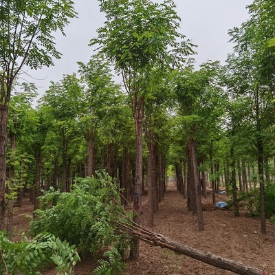 香花槐的叶片类型(香花槐的花期)