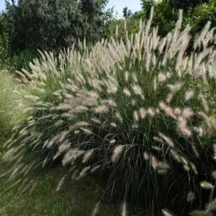 紫叶狼尾草花期(紫叶狼尾草观赏期)