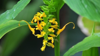 白姜花花语(姜花的花语是什么意思)