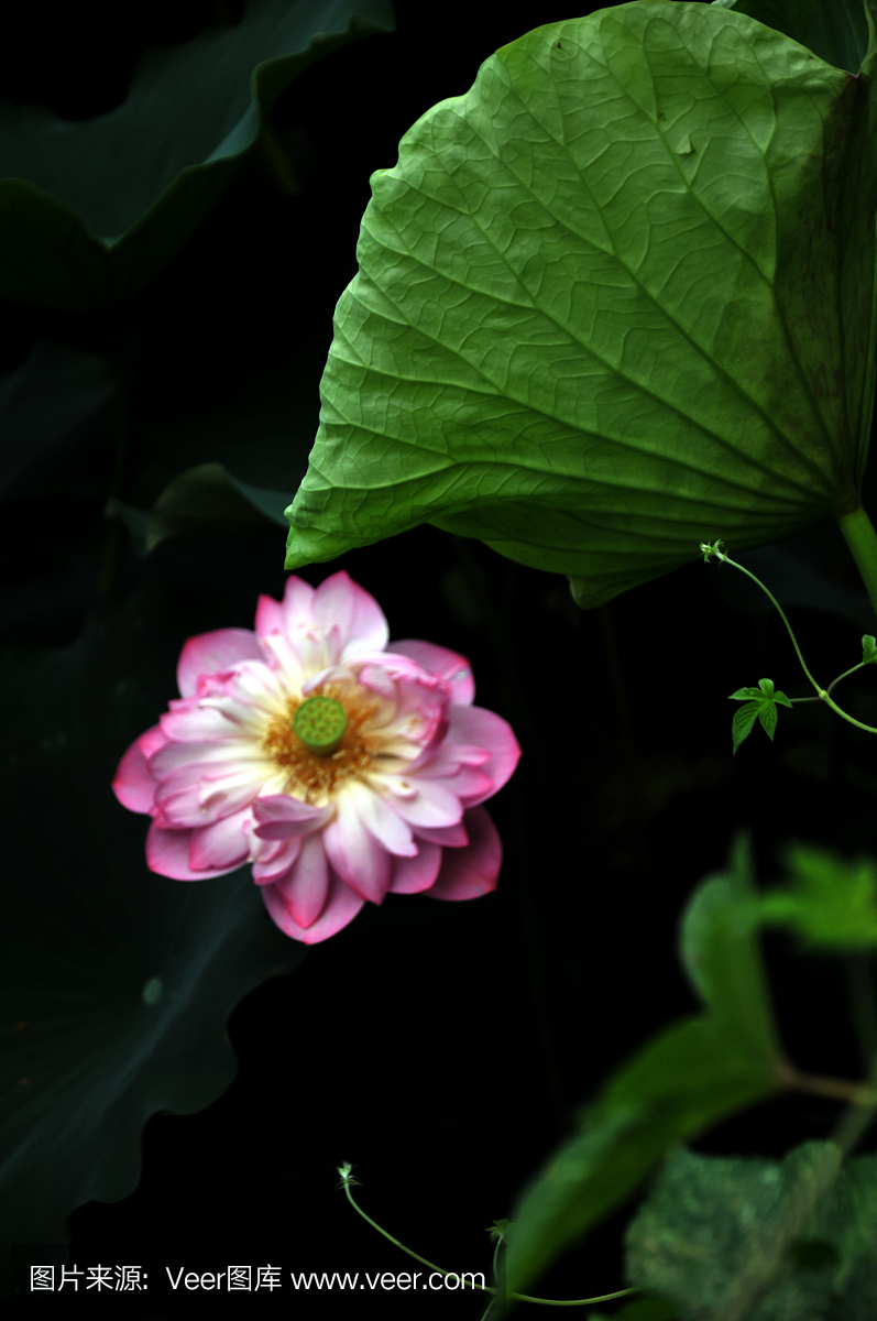 连花开放季节(莲花在什么季节开放?)