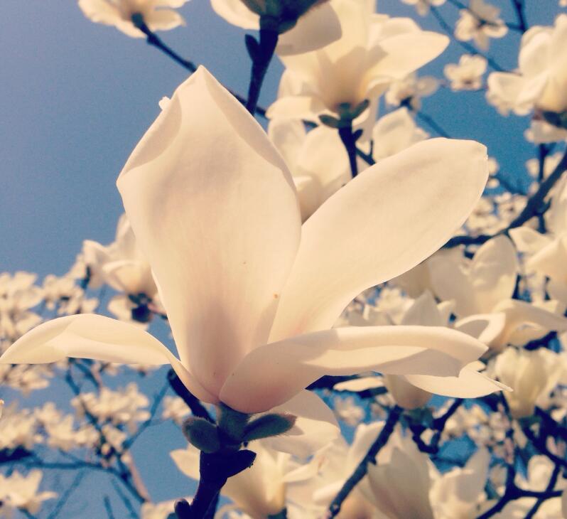 上海把什么花当做市花(上海把什么花作为市花)