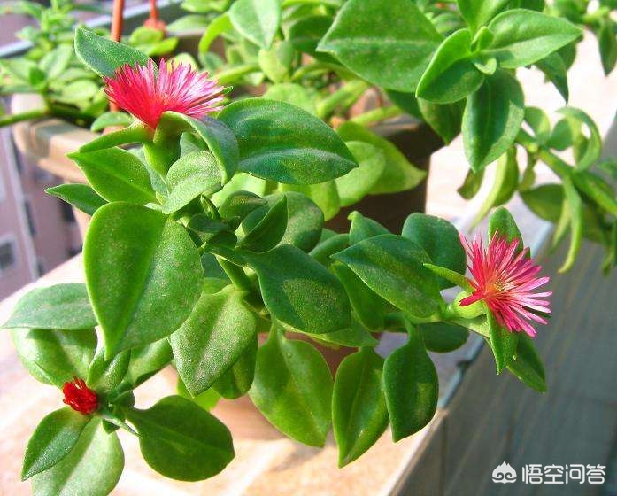 牡丹吊兰怎么不开花(牡丹吊兰枝叶茂盛不开花怎么办)