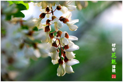 香花槐是什么科(香花槐是乔木还是灌木)