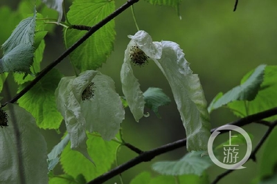 被誉为植物界的活化石(被誉为植物界的活化石是什么)