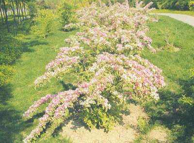 花叶锦带花花期(花叶锦带花花期多长时间)