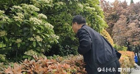 男孩子会不会觉得石楠花臭(石楠花有臭味吗)