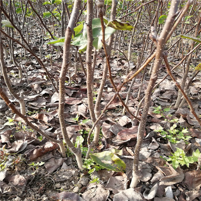 种植什么树苗前景好(种植什么树苗前景好些)