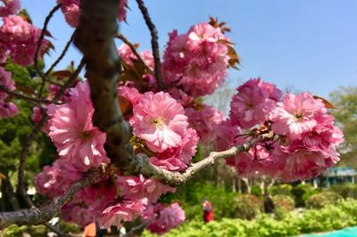 青岛樱花什么时候开(青岛樱花什么时候开放)