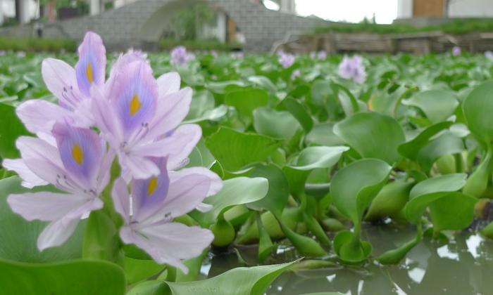 水葫芦的学名叫什么(水葫芦的别名叫什么)