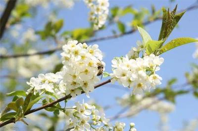 李子花花语(李子花的)