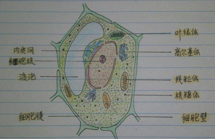 植物细胞结构图手绘简图(植物细胞结构图手绘简图模型做法泥土)