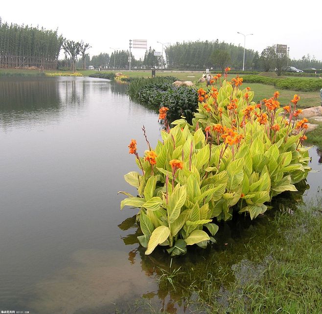 花叶美人蕉科属(花叶美人蕉属于什么科)