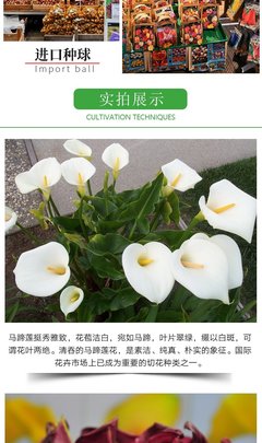 彩色马蹄莲价格(彩色马蹄莲品种)