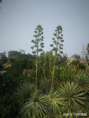 剑麻花的功效与作用图(剑麻花的食用方法)