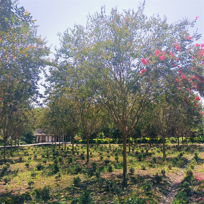 再力花是乔木还是灌木(再力花种类)