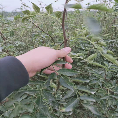 花椒栽培技术(花椒栽培技术要点)