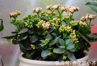 长寿花不长花苞怎么回事(长寿花不长花苞咋回事)