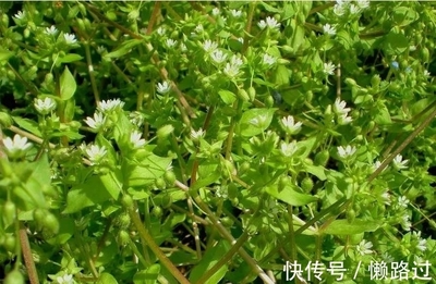 繁缕野菜(繁缕草在北方农村叫什么)