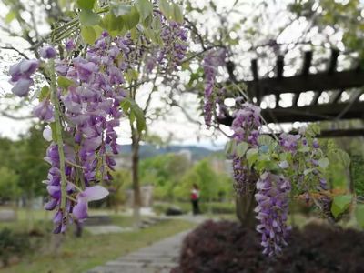 紫藤萝花公园图片(紫藤萝花的图片大全)