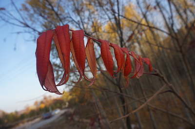 芍药花词句(芍药花形容句)