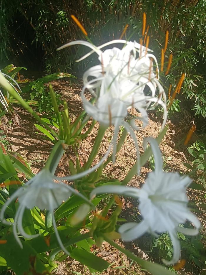 水鬼蕉花语是什么(水鬼蕉开花什么颜色)