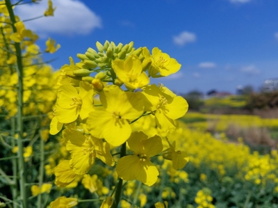 油菜花开的季节说说(油菜花开的季节优美的句子)