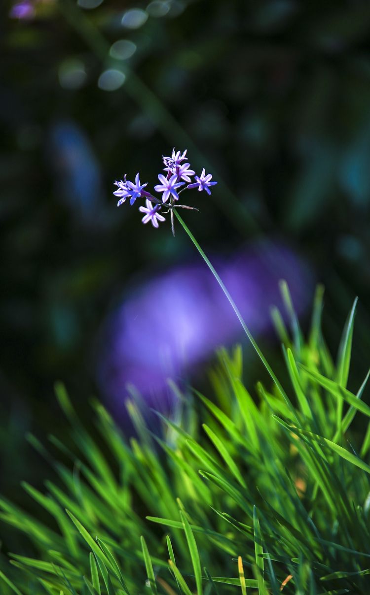 紫娇花价格表(紫娇花是什么花序)