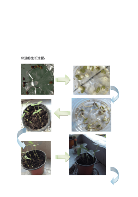 绿豆芽的生长过程图片(绿豆芽的生长过程图片 观察)