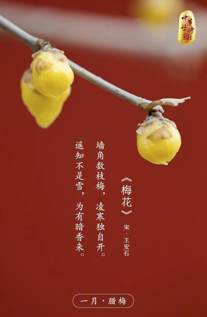 诗词梅花王安石(王安石的梅花古诗)