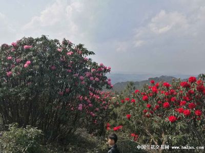 马缨花图片高清(马缨花植物介绍)