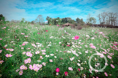 九月是什么花开的季节(九月是什么花开的季节呢)