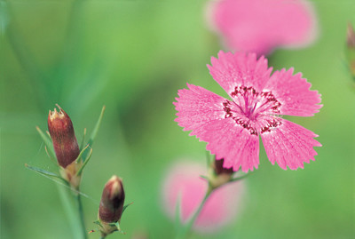 花蝴蝶免费高清(丁香花高清在线观看完整版)