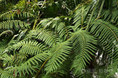 蕨类植物种类(蕨类植物种类介绍)