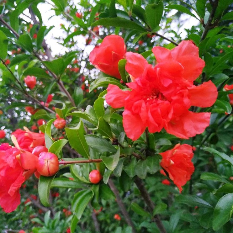 石榴花几点开花一天之内(石榴花几点钟开花)