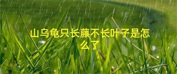 山乌龟只长藤不长叶子是怎么了(山乌龟怎么就一根藤往上长啊)