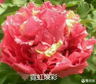 菏泽牡丹花介绍(菏泽牡丹花图片大全)