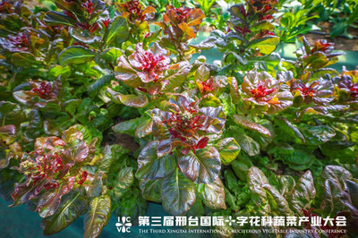 十字花科蔬菜特点(十字花科蔬菜的花)