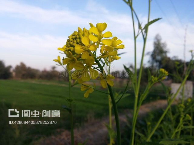 世界上真的有黑色的花吗(世界上有绝对黑色的花朵吗)