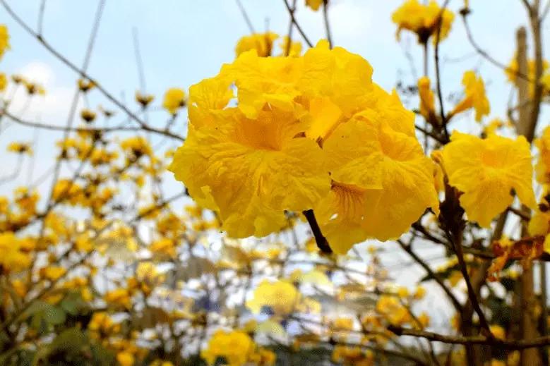 风铃花的花期多长(风铃花几年生)