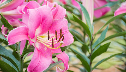 百合花的形态特征简写(百合花的形态特征简写图片)