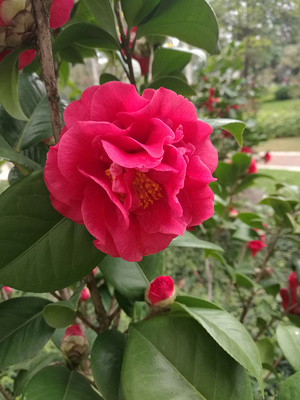 山茶花红色(山茶花红色是什么颜色)