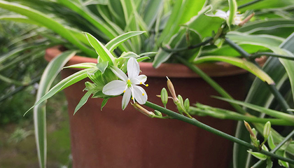 金边吊兰什么季节开花(金边吊兰几月开花?)