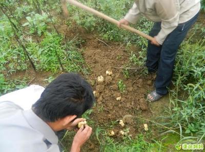 百合怎样种植(百合怎样种植更好)