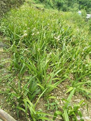 白芨图片野生(中药白芨图片与野生的区别)