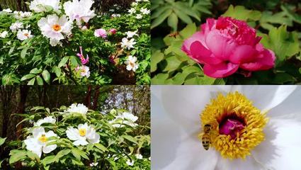 牡丹花几月开花的植物(牡丹花几月开花的植物是什么)